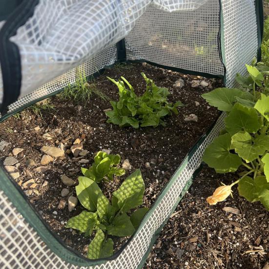 Yousheng Collapsible Plant Greenhouse Plants Pop-Up Mesh Cover with Side Window Planter Box Protector Cage for Raised Beds Fruits Vegetable Rows