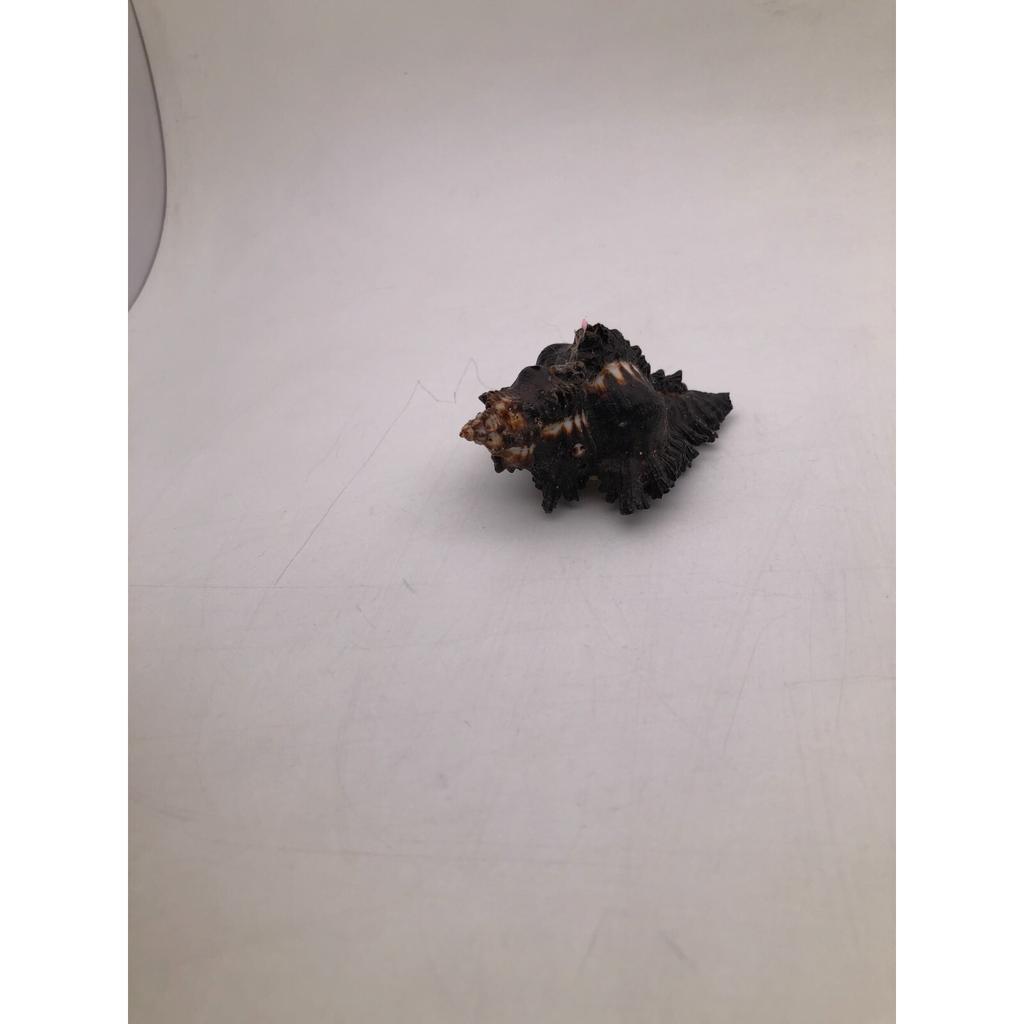 Natural Shani Sankh for Puja. 8 Cm JL286093830033