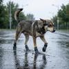 4PCS Wear Resistant Waterproof Dog Socks Shoes Dirt-Resistant Dog Paw Protector  Home