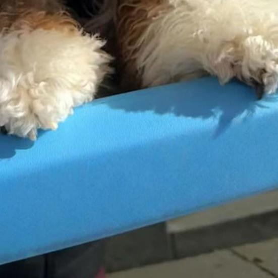 Autofenster Kinnstütze Stoßstange Kissen Nein für Hunde Fensterwerkzeuge Erforderlich Bequem