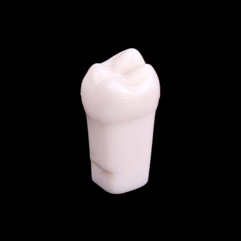 10Pcs Dental Typodont Teeth Model Removable Individual Screw-In Resin Denture Practice Tooth For Dental Studying Training