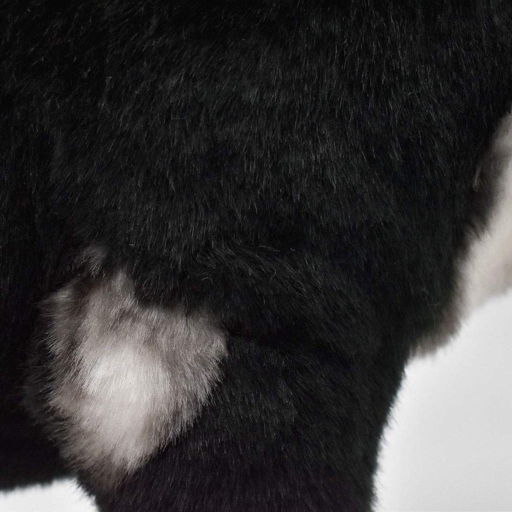 BH7242 HANSA Black Shiba 50