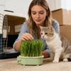 Hydroponic Indoor Cat Grass Tray Cute Elephant Shape Cat Grass Planting Tray Soil-Less Watering Hollow Out Container For Indoor