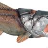 Animal Toys Fish Toy Dunkleosteus for Cognitive Toddler Boys Girls