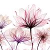 Pink Flower Toilet Sticker Removable Self-adhesive Waterproof PVC Living Room Wall Art Bathroom Toilet Lid Decoration Decal