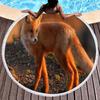Fox Round Beach Towel, Jungle Wild Animal Beach Blanket,Rustic Farmhouse Woodland Fox Absorbent Quick Dry Pool Towel Picnic Mat