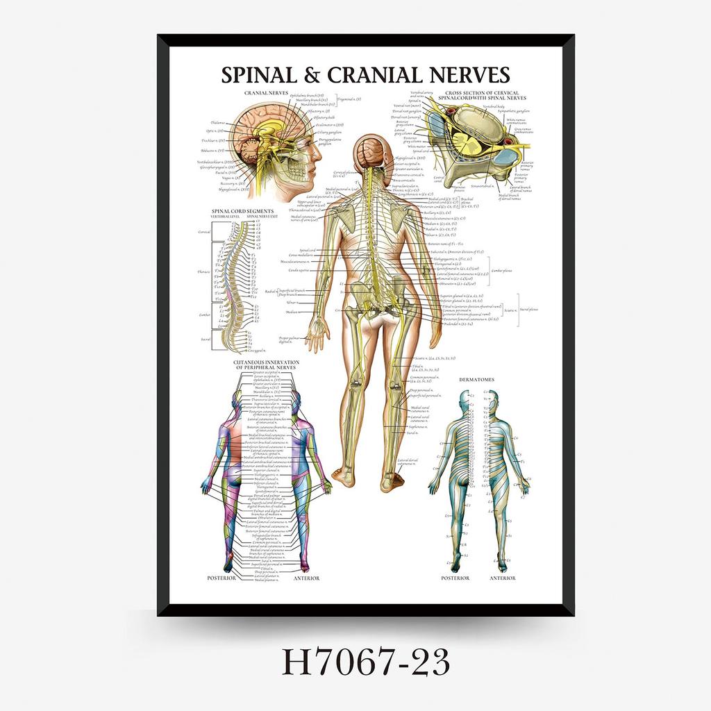 Human Tissue Structure Muscle Gym Medical Education Decorative Canvas Painting Poster Wall Art for Home Decor
