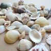 Fish Tank Supplies Mix Style Natural Shell Conch Aquarium Landscape Tiny Sea Shell Beach Decoration Party Diy Crafts