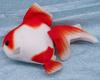 Takeoff Goldfish Plush Toy Kintoto Sarasa Ryukin