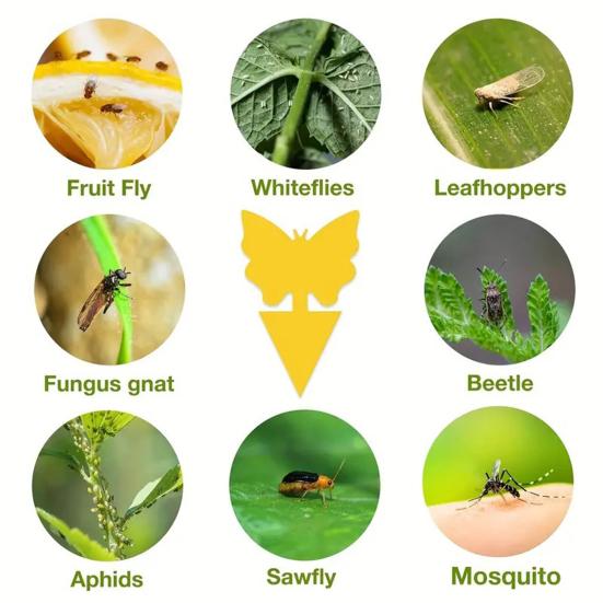 6Pcs Double Sided Sticky Board Odorless Waterproof Fruit Fly Trap UV Resistant Child Pet Safe Plant Yellow Sticky Traps for Indoor Outdoor Kitchen