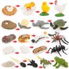 Hot Animal Life Cycle Board Children Toys Montessori Teaching Aids Plant Animal Growth Cycle Model Set Preschool Cognitive Toys
