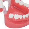 Dental Teeth Model 7004 Teeth Model Study Teaching Tooth Typodont Demonstration Model Dentist Tools