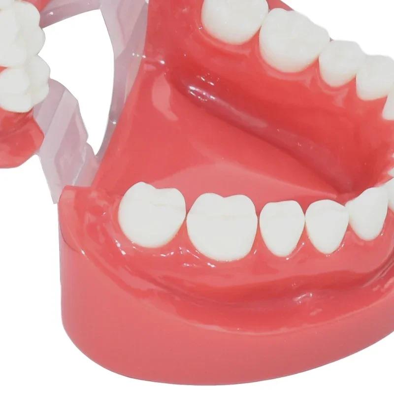 Dental Teeth Model 7004 Teeth Model Study Teaching Tooth Typodont Demonstration Model Dentist Tools