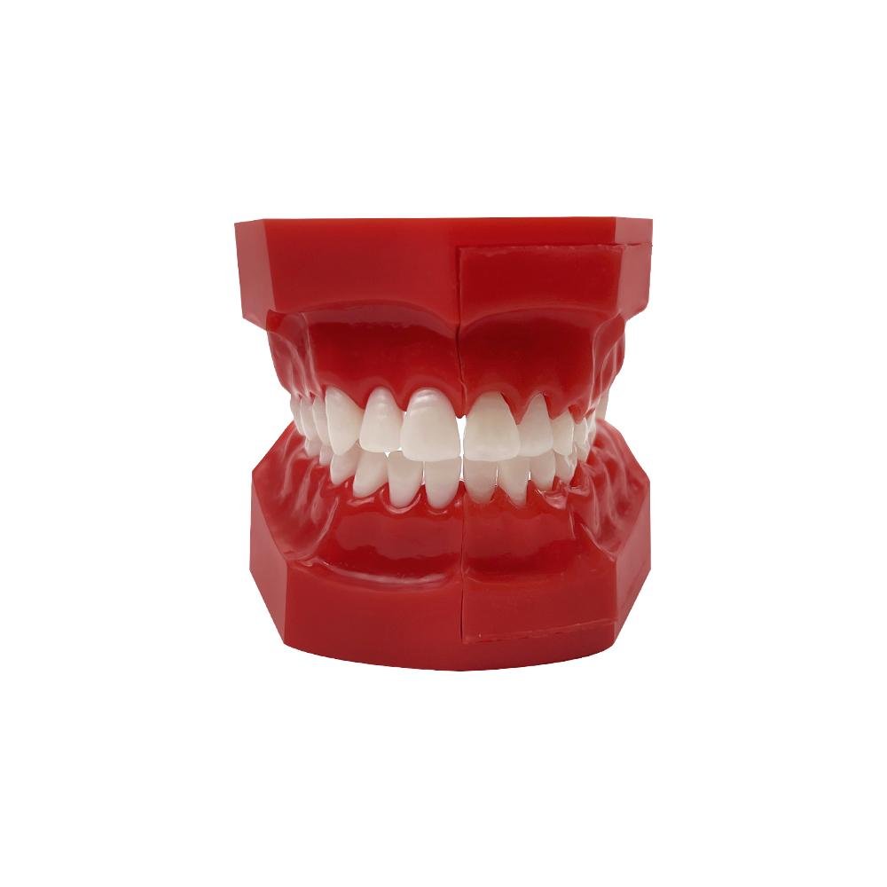 Dental Model Resin Children Primary Permanent Tooth Model Alternative Deciduous Teeth Model For Studying Teaching Demonstration