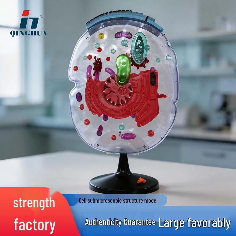 Qinghua Cell Submicroscopic Structure Model for Junior & Senior High School Biology Education 38x58 cm