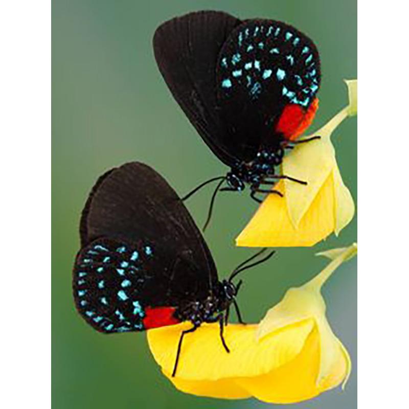 DIY 5D Diamond Painting Butterfly Full Round Drill Floral Diamond Embroidery Cross Stitch Mosaic Wall Art Home Decor Gift