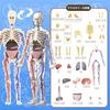 UKYCEORA Full Body Blood Vessel Model, Human Anatomy Model, Educational Skeleton Model, 32cm, Detachable Parts, Full Body Transparent, Educational Toy