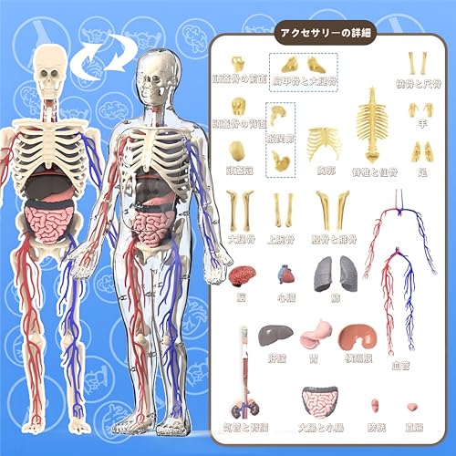 UKYCEORA Full Body Blood Vessel Model, Human Anatomy Model, Educational Skeleton Model, 32cm, Detachable Parts, Full Body Transparent, Educational Toy