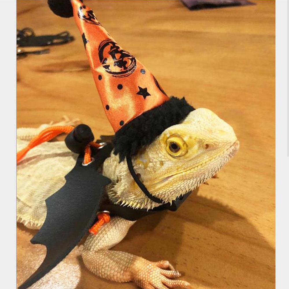 bearded dragon apparel