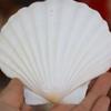 Large White Scallops Shells for Painting Crafts and Beach Wedding Decors Natural White Seashells 3-5 Inches