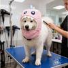 Soft Warm Dog Hat with Adjustable Noise Protection Ears, Winter Cap for Medium Large Pets