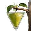 Mini Cube Triangle Fruit Shaping Mold Reusable Transparent Plastic Strawberry Tomato Growing Styling Tool Garden Diy
