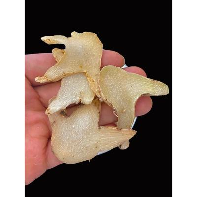 100g Bio Sušená Bletilla Striata Bletilla Pseudobulb Oddenek Bletillae Bai Ji