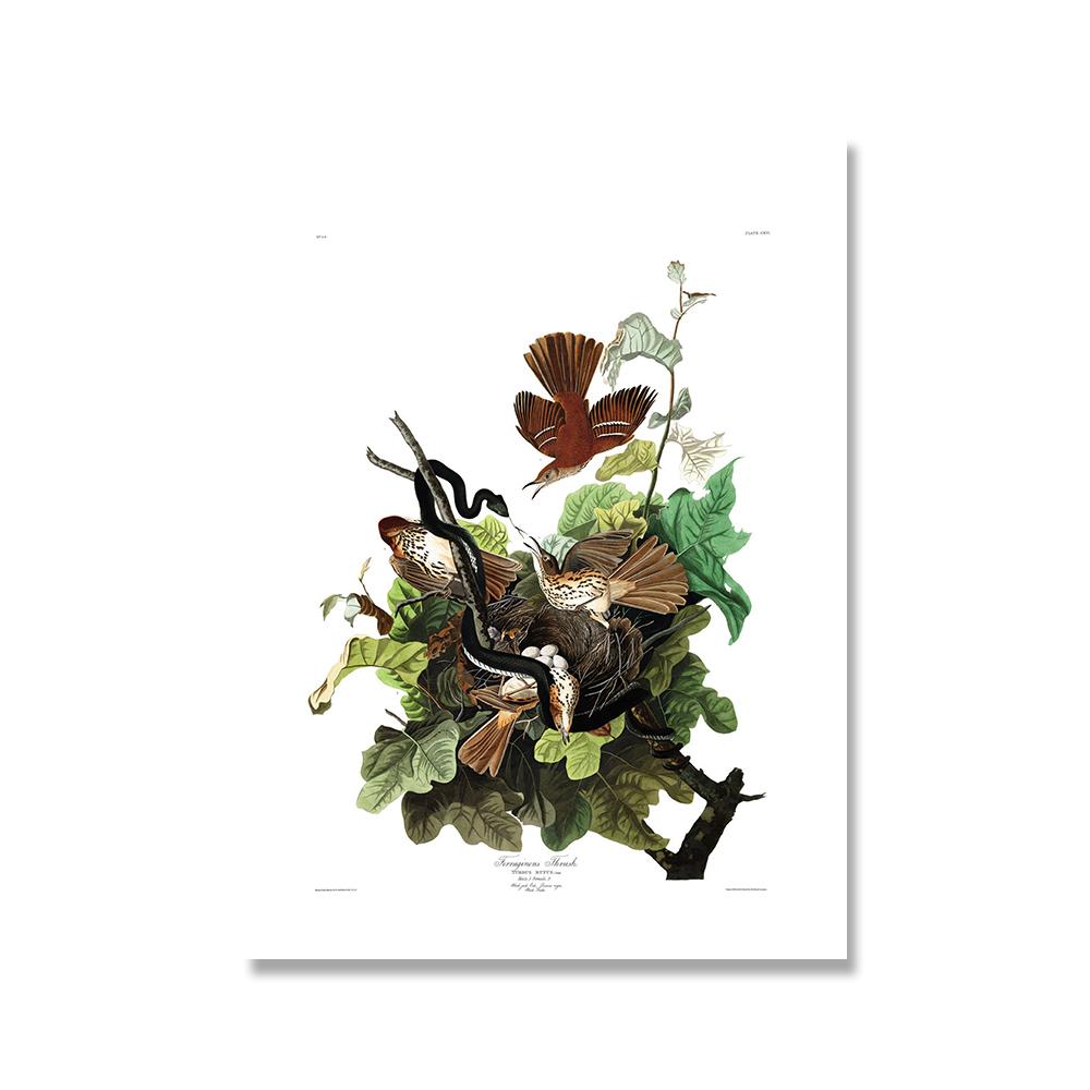 Retro American Birds Illustrations Print Vintage Poster Bird Tree Wall Art Canvas Painting For Living Room Home Decor No Frame (with Frame)
