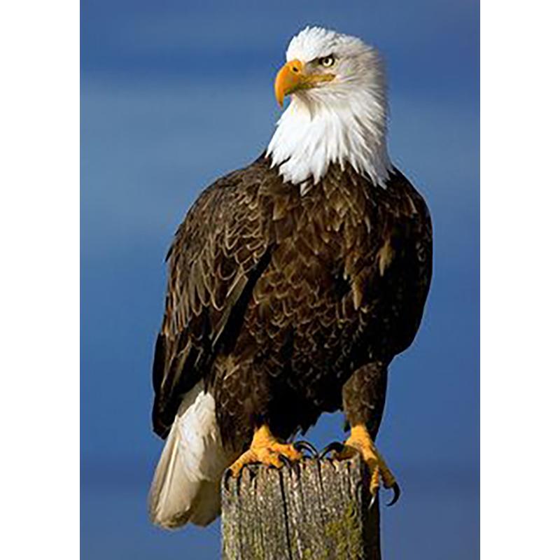 5D Diamond Painting Full Round Drill Owl Eagle Cross Stitch Animals Rhinestones Mosaic Diamond Embroidery Wall Art Home Decor