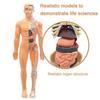 DIY Mannequin Science Cognitive Puzzle Toy Transparent Kid Skeleton Model  Early Learning