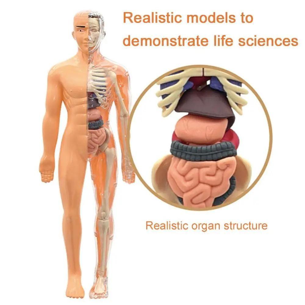 DIY Mannequin Science Cognitive Puzzle Toy Transparent Kid Skeleton Model Early Learning