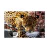 Tropical Animals Fantasy Poster Leopard In Jungle Canvas Painting Wall Prints Picture for Living Room Home Decor