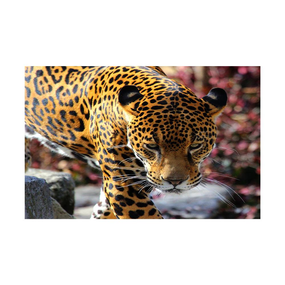 Tropical Animals Fantasy Poster Leopard in Jungle Canvas Painting Wall Prints Picture for Living Room Home Decor