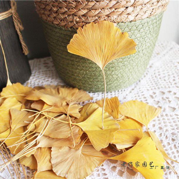 Ginkgo Leaf Plant Specimen - Pressed Flower Material for Handmade Projects & Desktop Decor