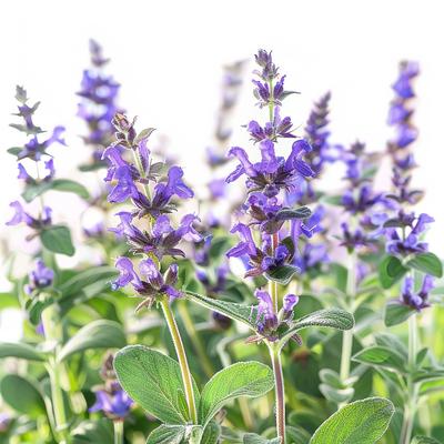 40 Common Sage Seeds