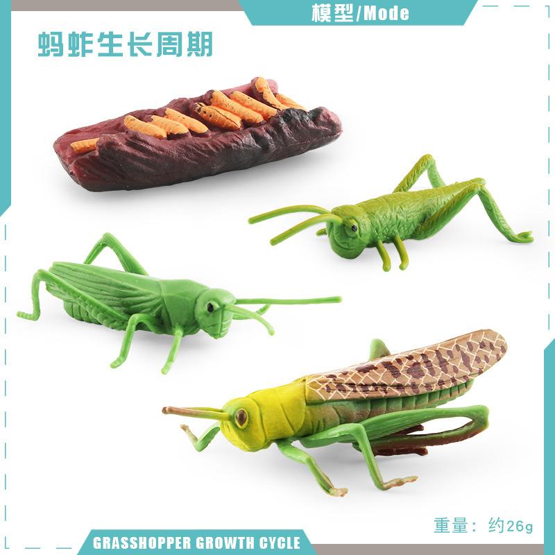 Simulation Mini Insect Set Grasshopper Bee Spider Growth Cycle Life Stage Cognitive Model Toy