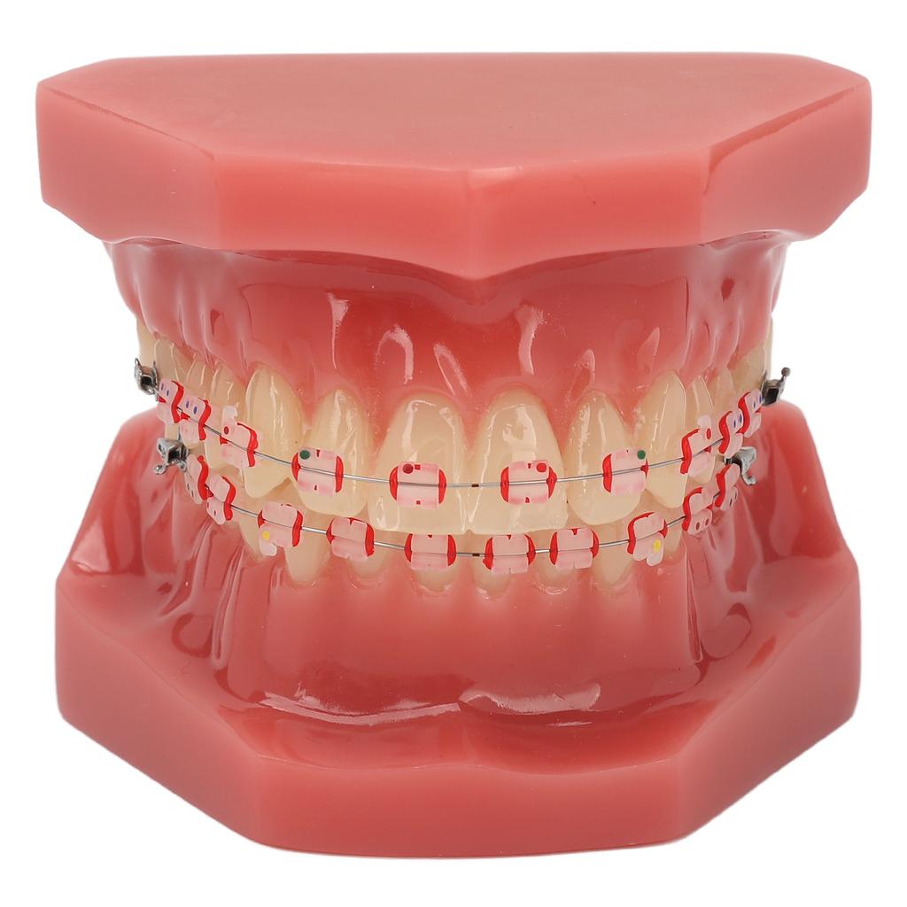 Ceramic Dental Orthodontic Demonstration Model Teeth Model with Metal Wires and Bracket for Teaching Learning