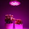 E27 36W LED Full Spectrum Grow Light for Indoor Plants and Succulents