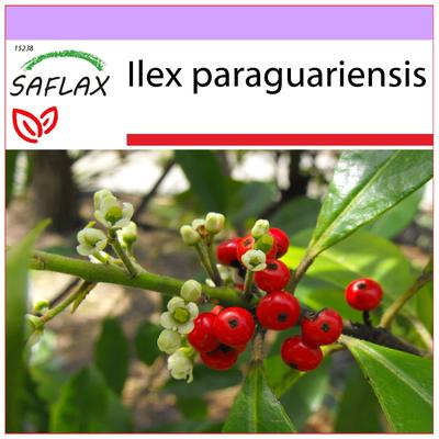 Yerba mate - 10 tohum - Ilex paraguariensis
