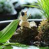Fishing Kitten Statue Cartoon Cat Figurine Collectible Resin Miniature Cat Sculpture for Fish Tank Micro Landscape Aquarium Decor