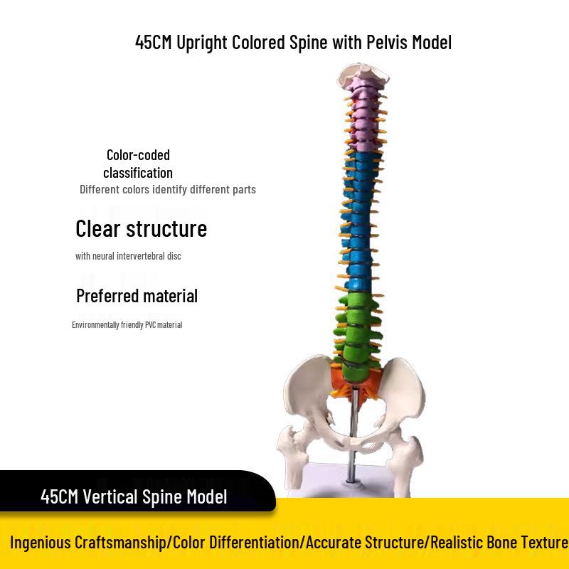 Adult 1:1 Human Spine Model for Chiropractic Practice - Cervical, Lumbar, and Skeleton Display