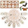 Life Cycle Board Montessori Kit Biology Science Education Toys for Kids Sensory Tray Animal Figure Life Cycle Sorting Wooden Toy