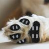 Riided ja jalatsid – Kingad koertele