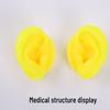 Silicone Ear Model for Training, Display & Ear Studs or Earphones
