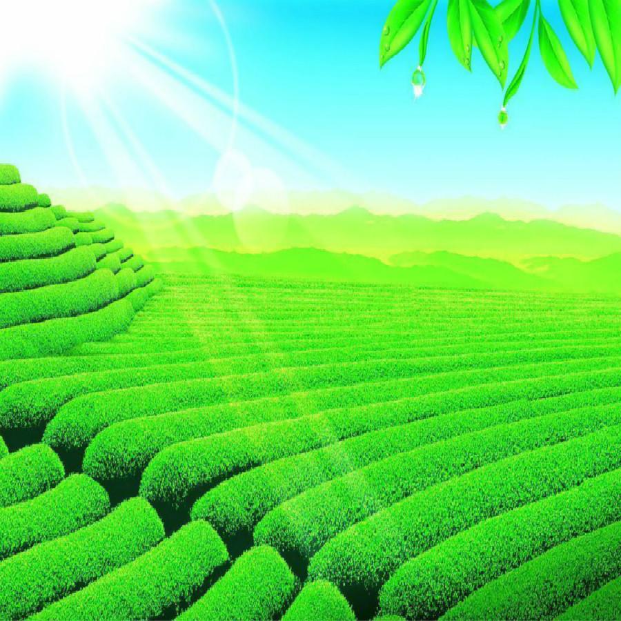 HelloYoung Té Oolong con Leche Té Verde Comida Verde Té con Leche JinXuan 50 g, 150 g, 250 g, 500 g