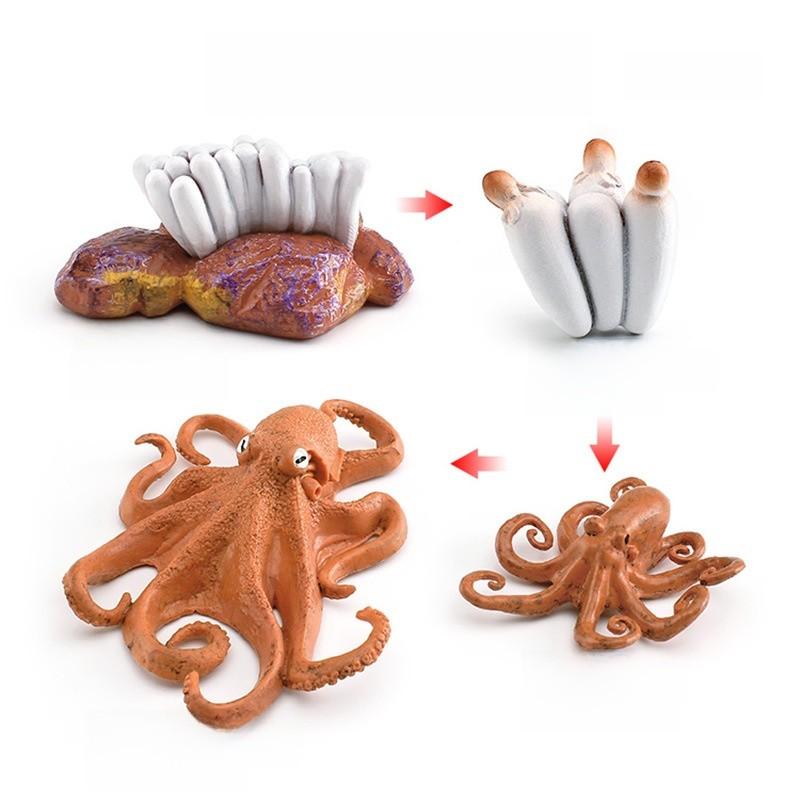 Childrens Educational Animal And Insect Growth Cycle Pvc Earthworm Octopus Model Set For Kids Learning And Activities