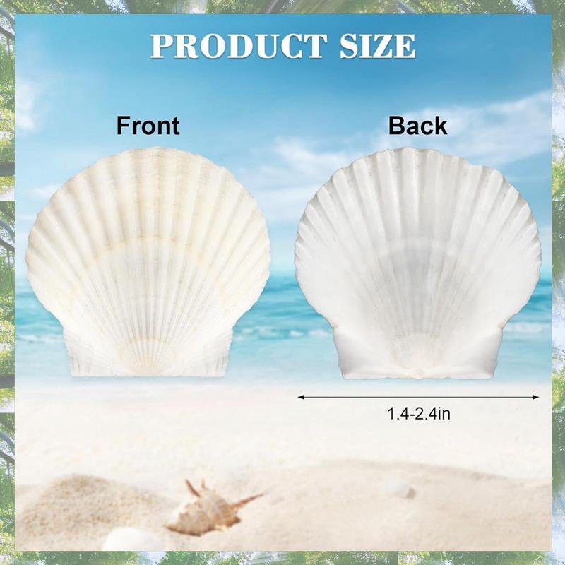 Premium-40 Stück Natürliche Muschelschalen 3,5-6 cm Weiße Kleine Meeresschalen Für Bastelarbeiten Basteln Muscheln Großhandel Echte Muscheln