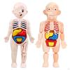 Body Torso Model,Early Learning toy and school Educational,DIY Toys Assembly,Human Organ