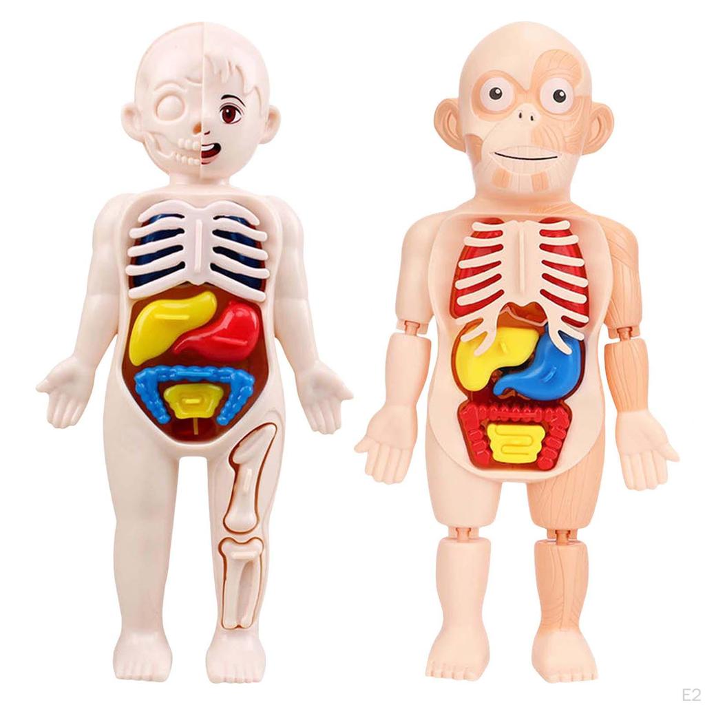 Body Torso Model,Early Learning toy and school Educational,DIY Toys Assembly,Human Organ