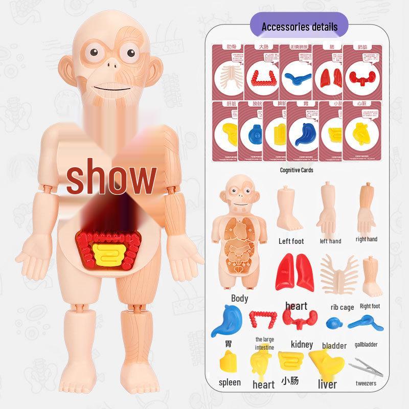 DIY Human Organ Model Toy for STEAM Science Education